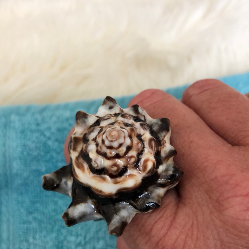 Shell Ring - Picture 6 of 7